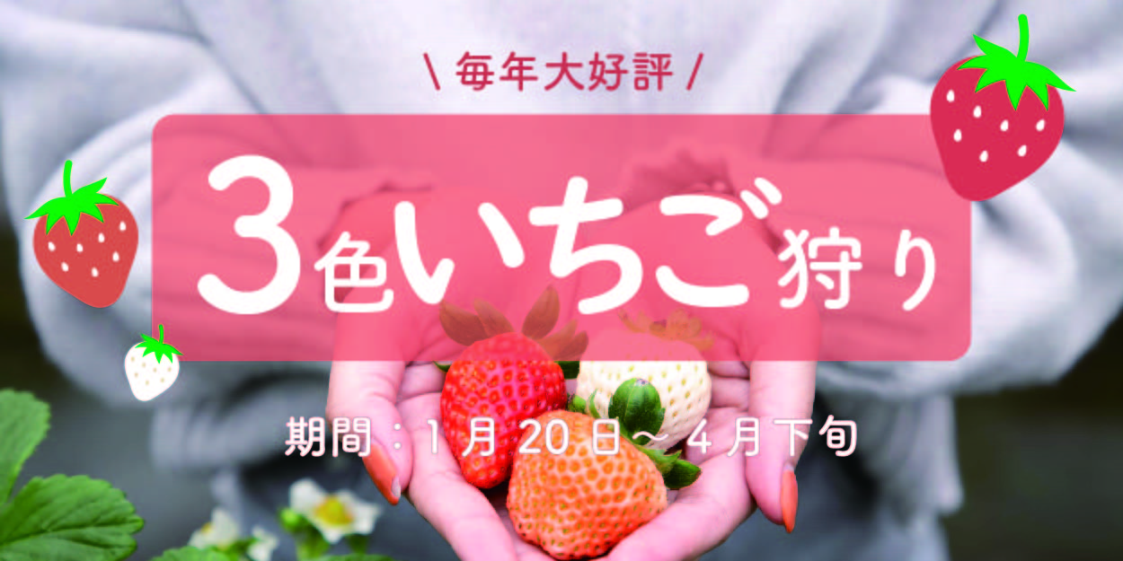 いちご狩り